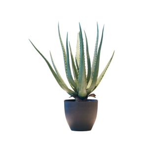 Götessons Aloe Vera tekokasvi