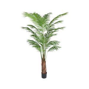 Götessons Areca Palm tekokasvi
