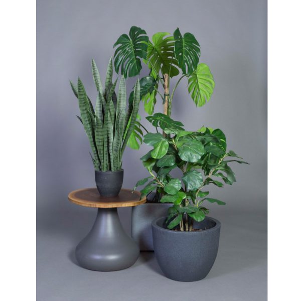 Götessons Fiddle Leaf Fig Tree tekokasvi (iso) - Image 3