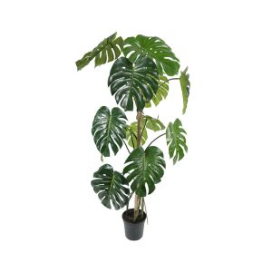 Götessons Monstera tekokasvi