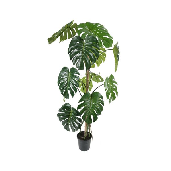 Götessons Monstera tekokasvi