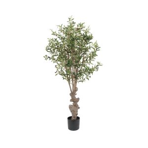 Götessons Olive Tree tekokasvi