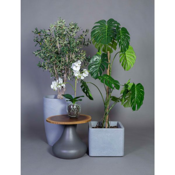 Götessons Olive Tree tekokasvi - Image 3