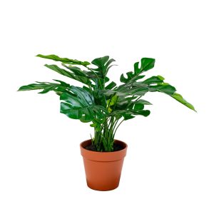 Green Decor Monstera tekokasvi 45 cm